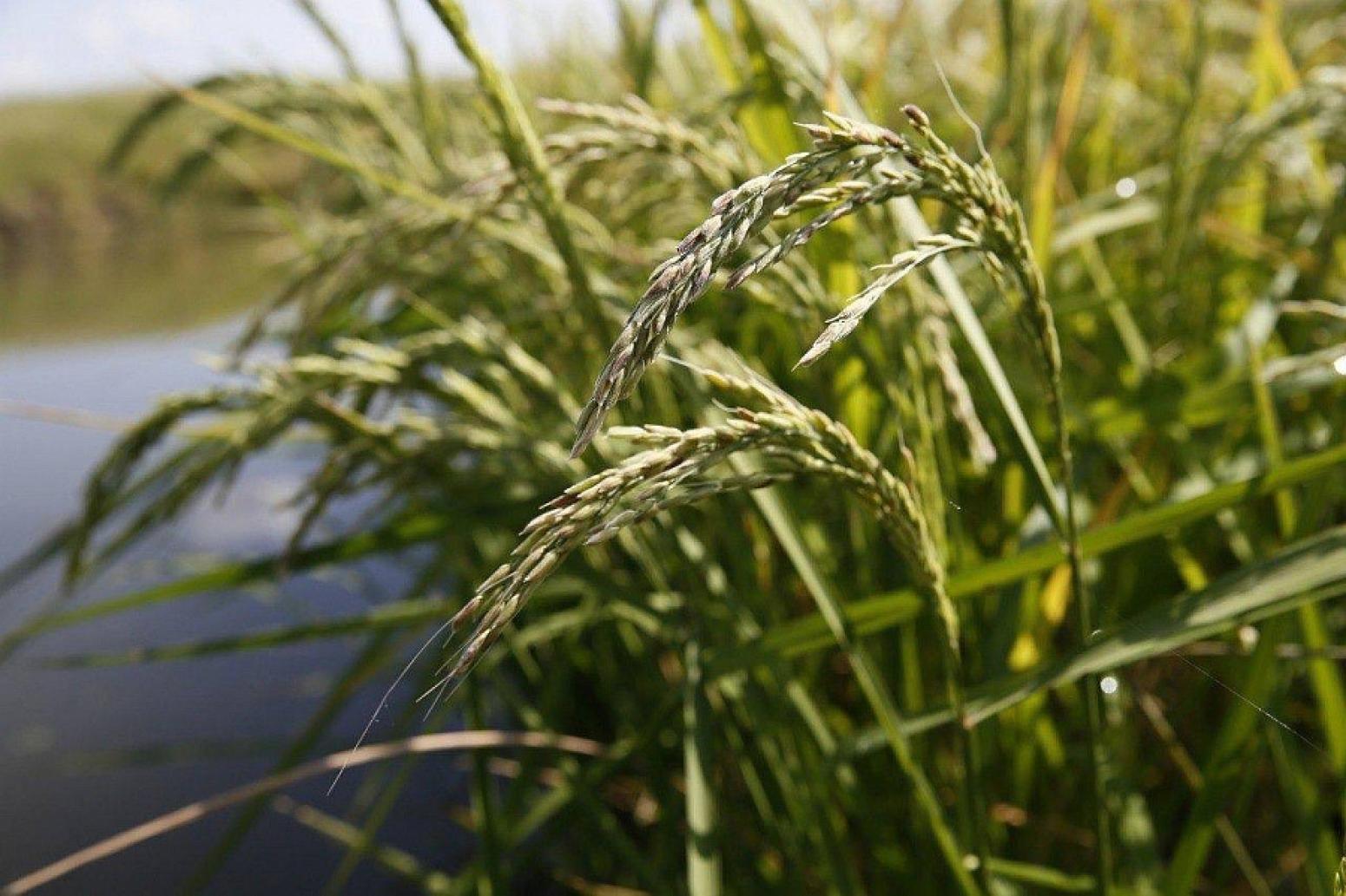 Сельское хозяйство Кубани рис