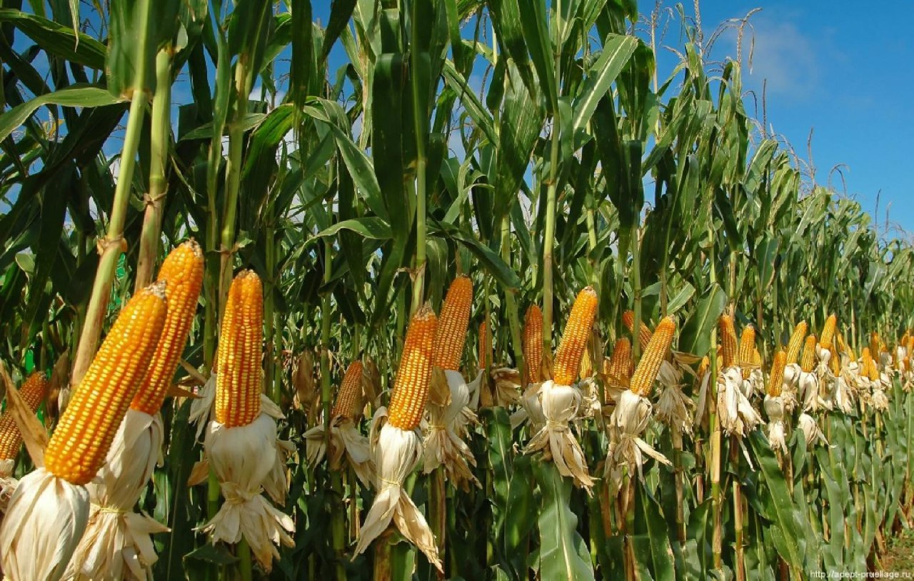 раст ферма кукурузы фото 39