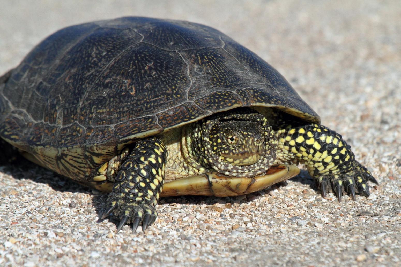 Черепашка. Европейская Болотная черепаха. Европейская Болотная черепаха (Emys orbicularis). Среднеазиатская Болотная черепаха. Средиземноморская Болотная черепаха.