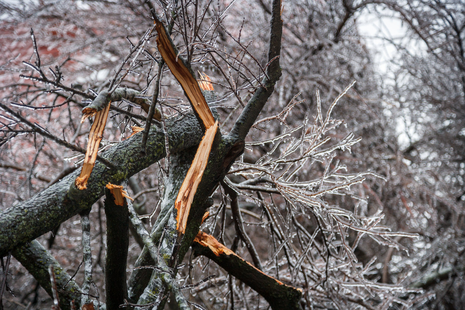 Деревья после ледяного дождя зимой